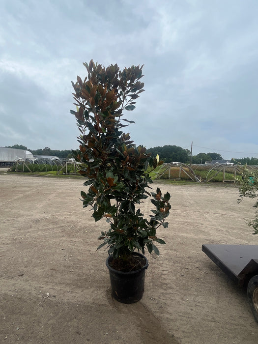 XL Bracken's Brown Beauty Magnolia