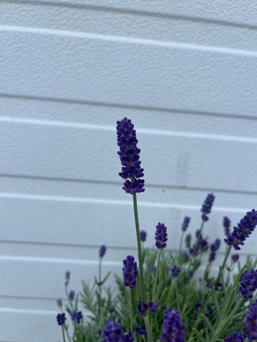 sweet romance lavender plant Sweet Romance Lavender For Sale Online!