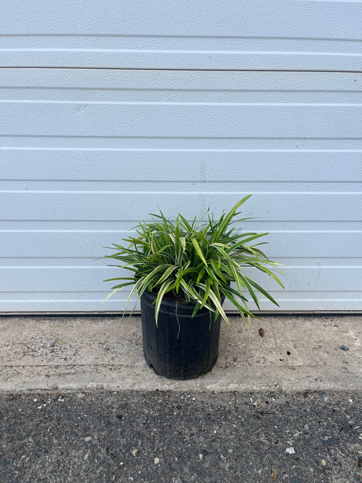 Variegated Lilyturf (Liriope)