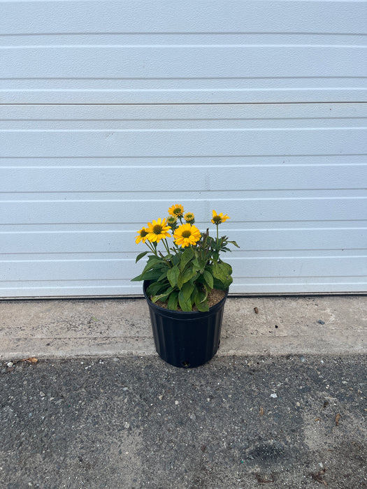 SunSeekers™ Golden Sun Coneflower