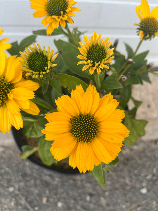 SunSeekers™ Golden Sun Coneflower