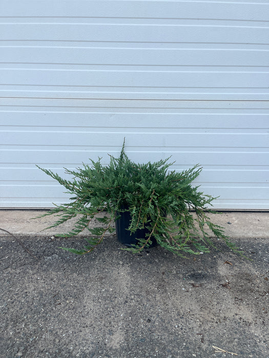 Bar Harbor Juniper