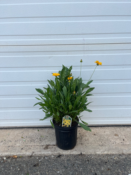 Early Sunrise Tickseed Coreopsis