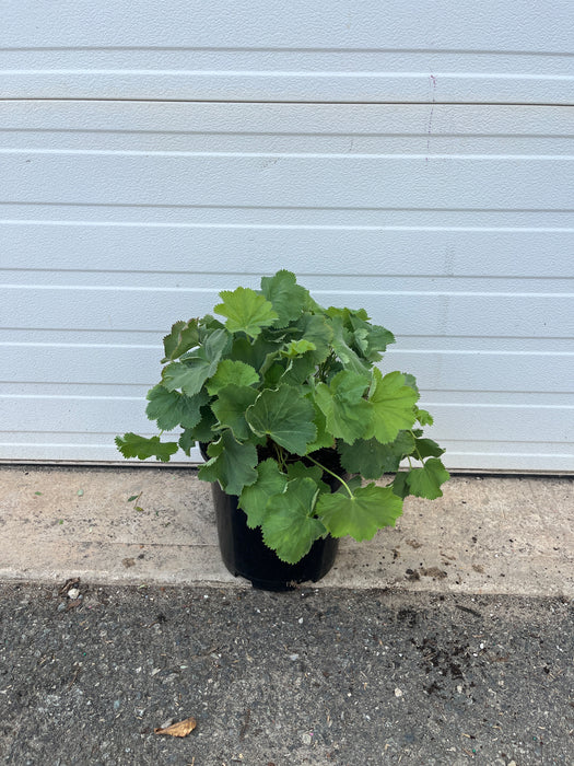 Lady's Mantle