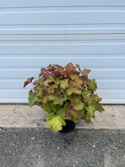 Caramel Coral Bells