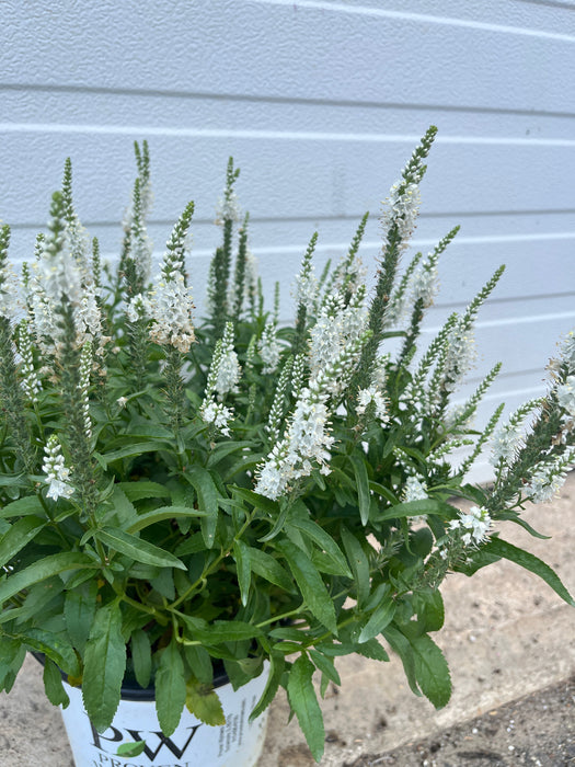 Magic Show® White Wands Veronica