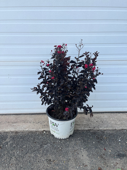 Center Stage® Pink Crapemyrtle