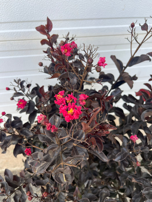 Center Stage® Pink Crapemyrtle