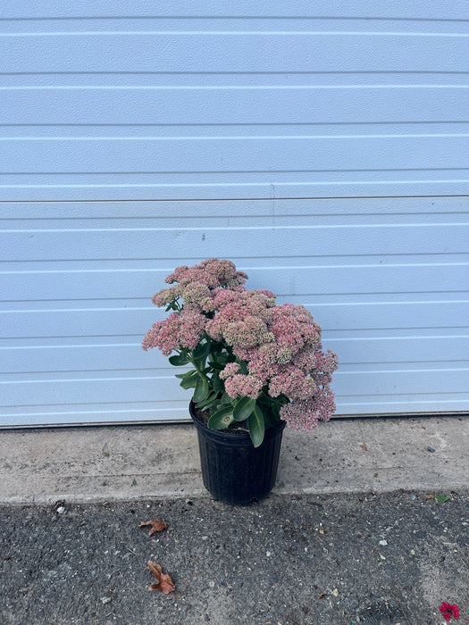 Autumn Joy Stonecrop