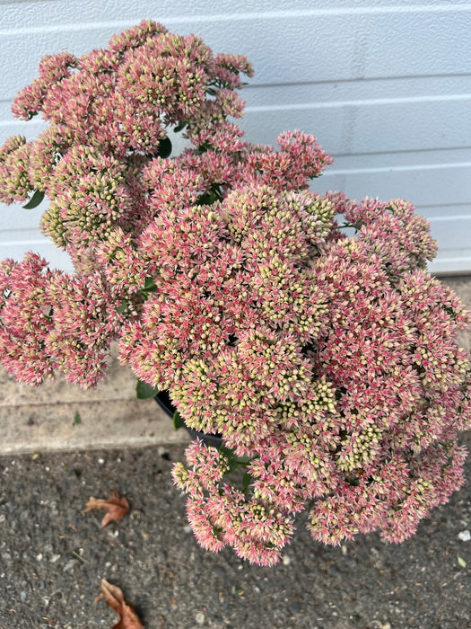 Autumn Joy Stonecrop