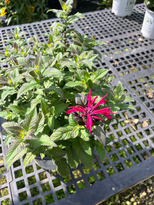 Leading Lady Razzberry Bee Balm