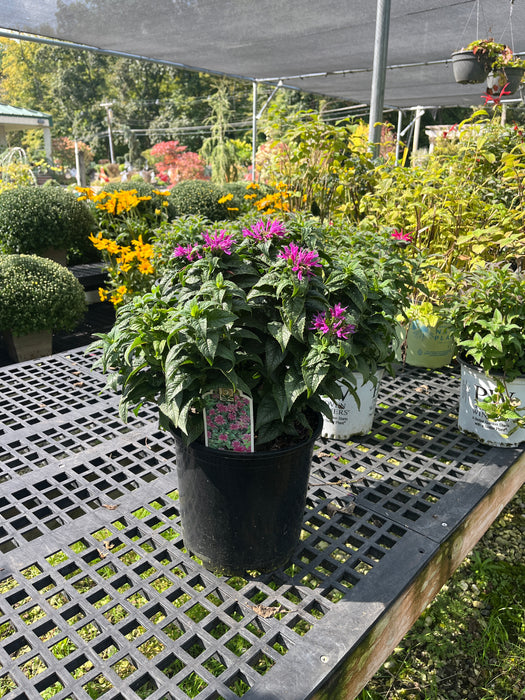 Petite Delight Bee Balm
