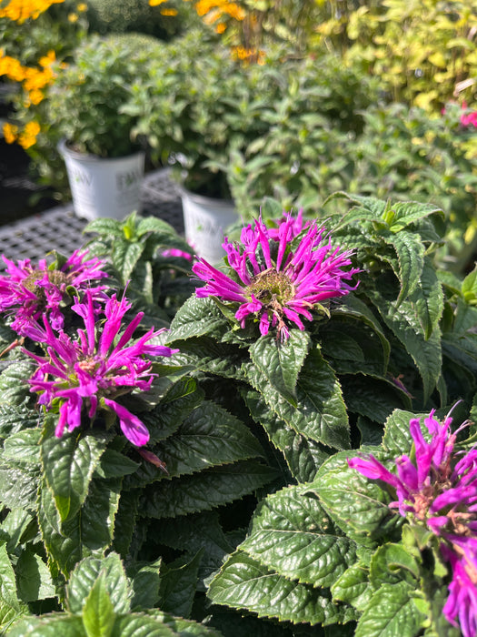 Petite Delight Bee Balm