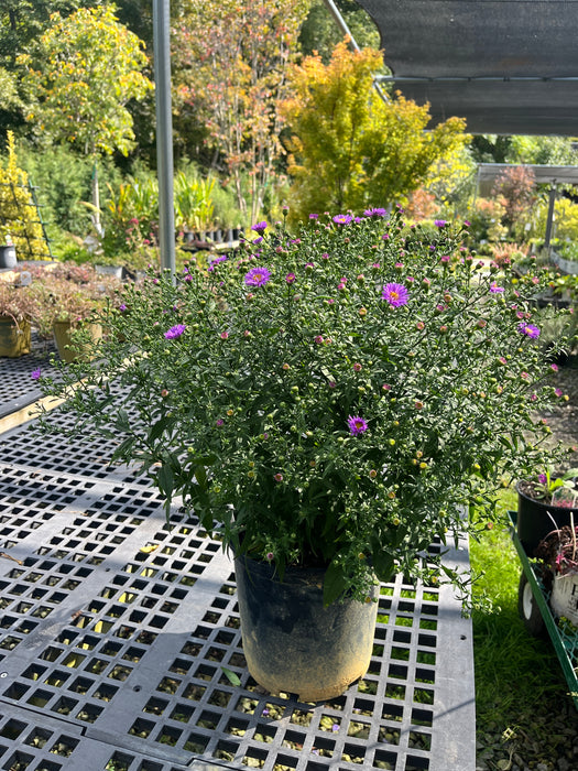 Wood's Purple Aster