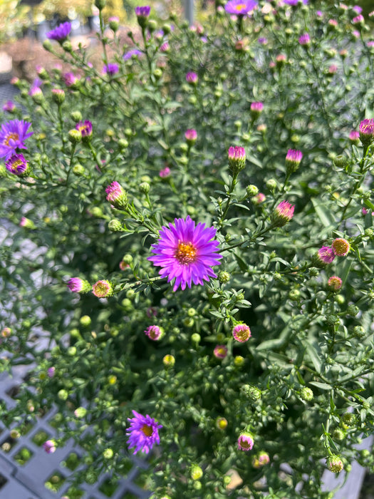 Wood's Purple Aster