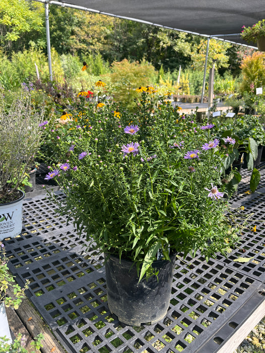 Wood's Blue Aster