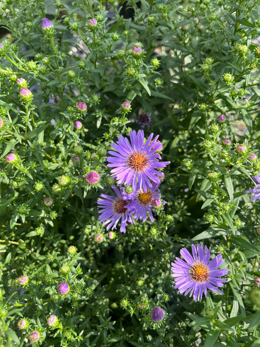 Wood's Blue Aster