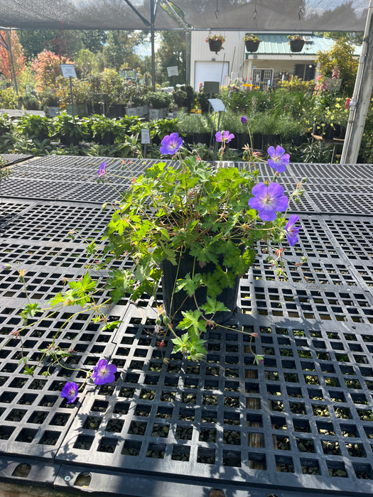 Rozanne Geranium