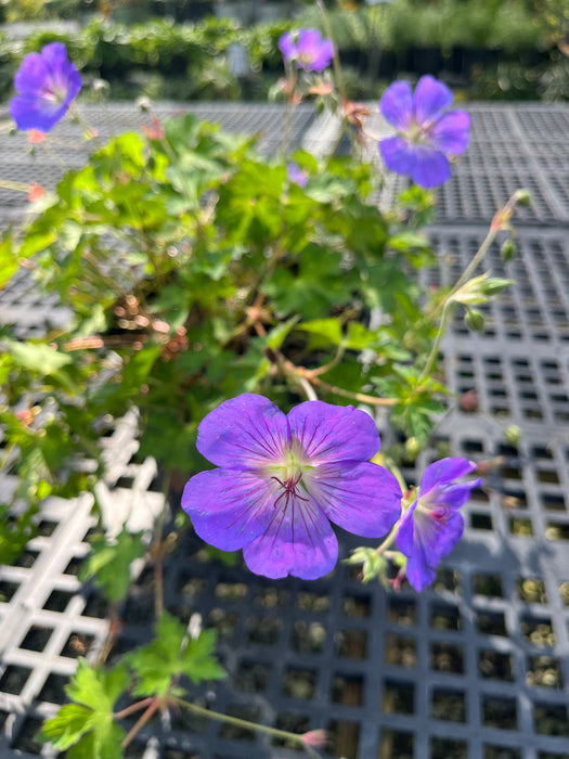 Rozanne Geranium