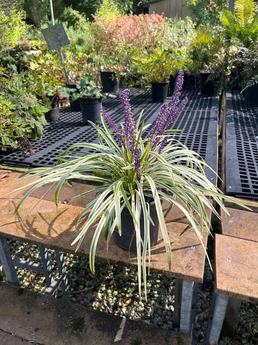 Variegated Lilyturf (Liriope)