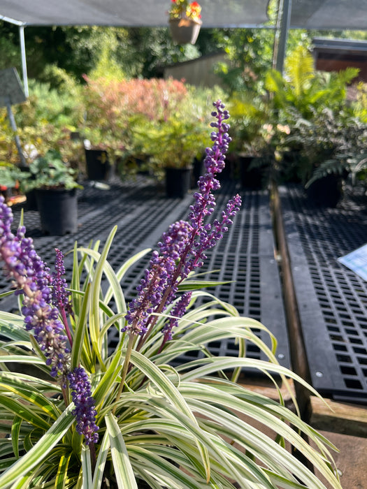 Variegated Lilyturf (Liriope)