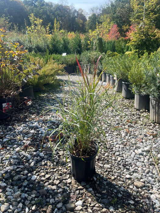 Shenandoah Switchgrass