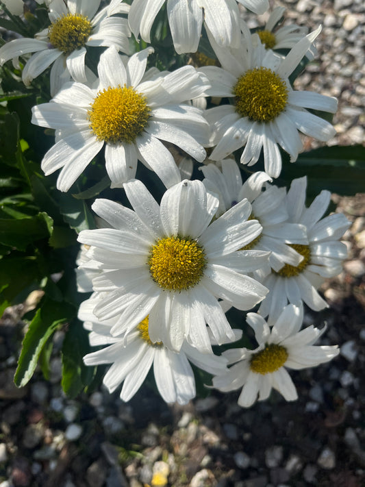 Amazing Daisies® Daisy May® Shasta Daisy