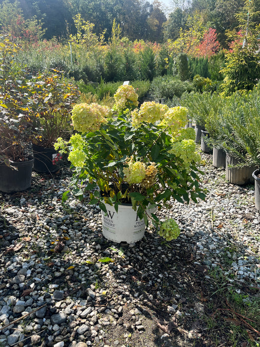 Little Lime® Panicle Hydrangea