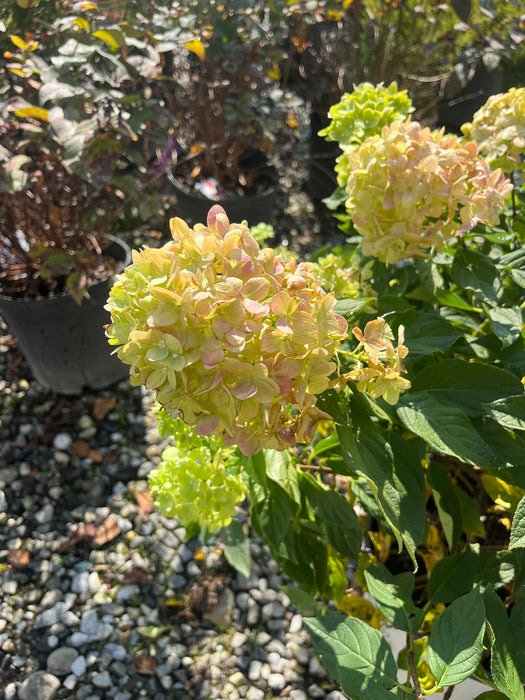 Little Lime® Panicle Hydrangea