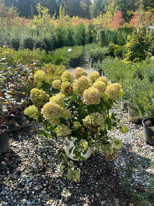 Little Lime® Panicle Hydrangea