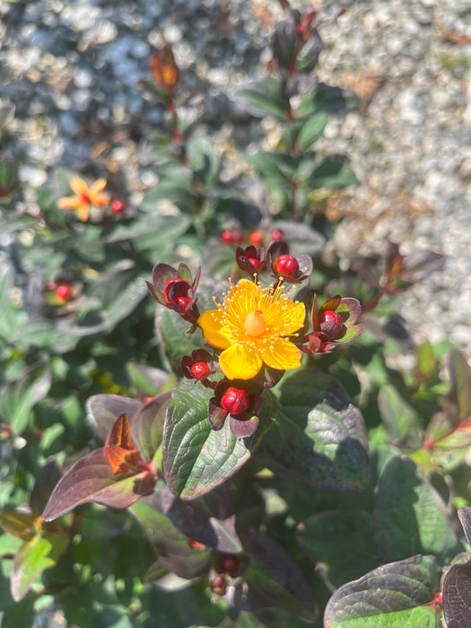 Midnight Glow St. John's Wort (Hypericum)