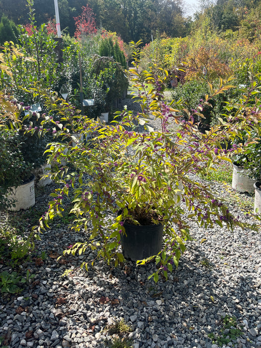 Early Amethyst Beautyberry