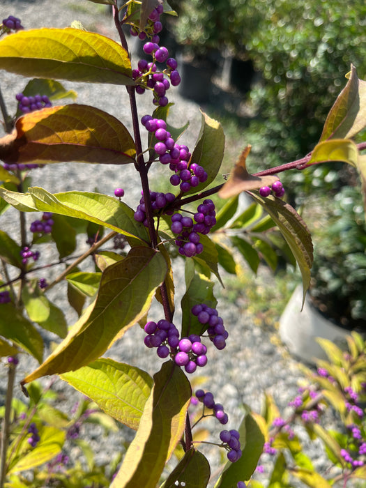 Early Amethyst Beautyberry