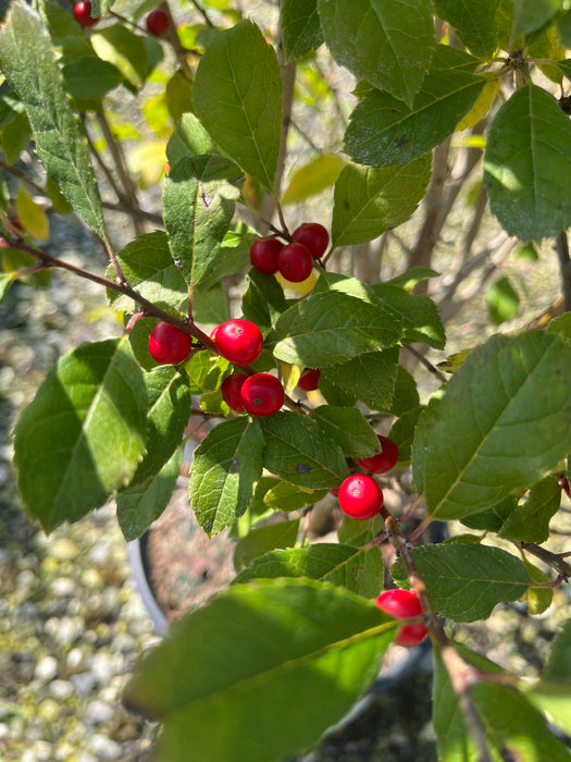 Little Goblin Red Winterberry