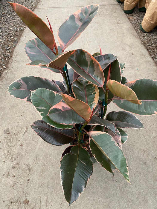 Ruby Pink Rubber Tree