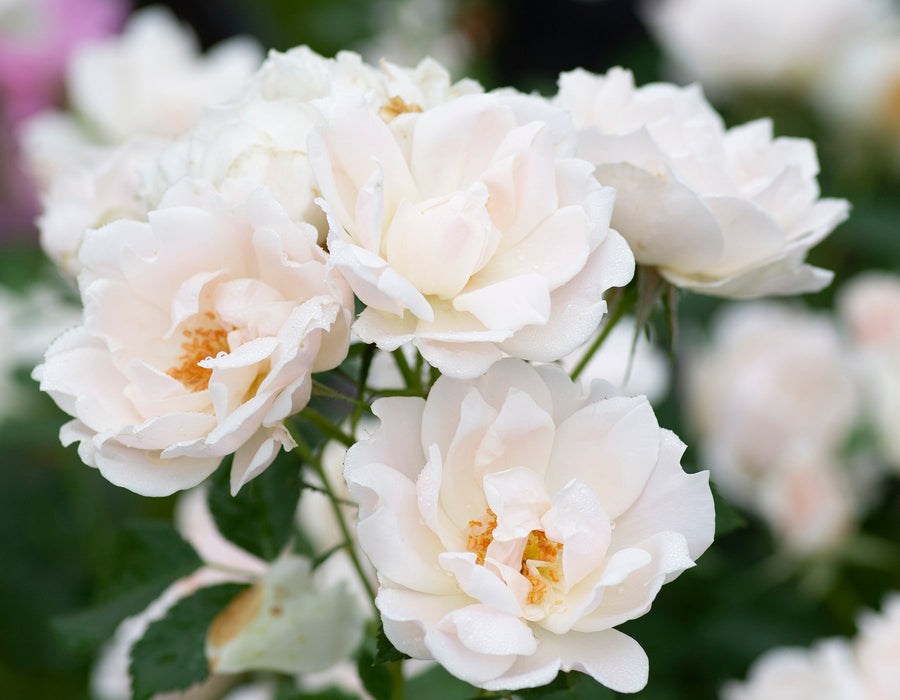 Icecap™ Landscape Shrub Rose