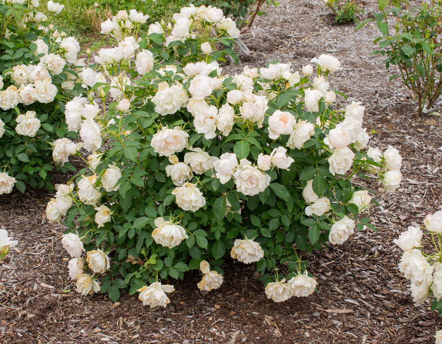 Icecap™ Landscape Shrub Rose