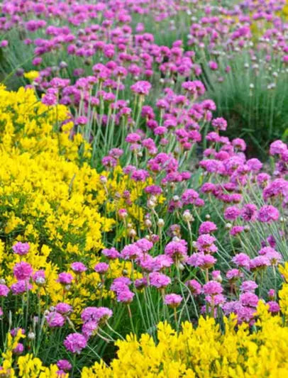 Pink Sea Thrift