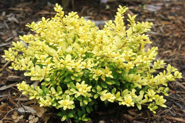 Golden Helleri Japanese Holly – Gardens of the World