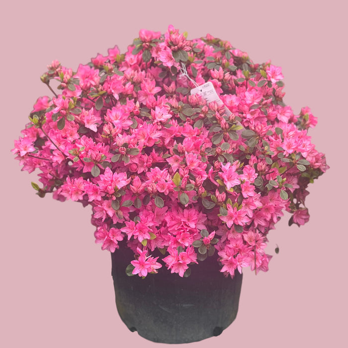 Tradition Azalea