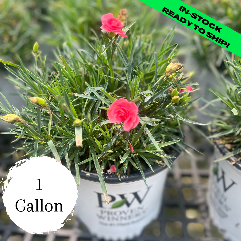 Classic Coral Dianthus - 1 Gallon (8-10