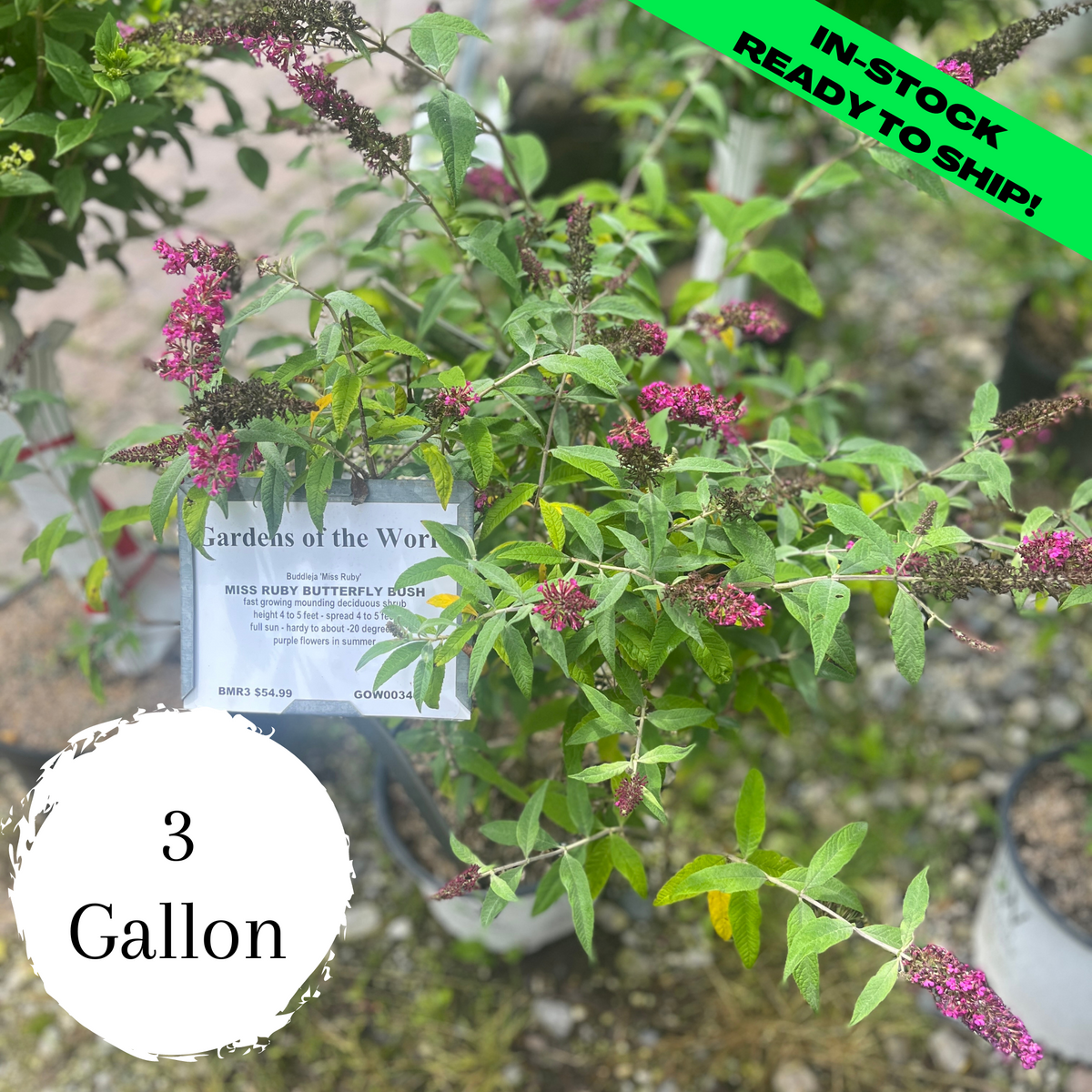 Miss Ruby Butterfly Bush — Gardens of the World