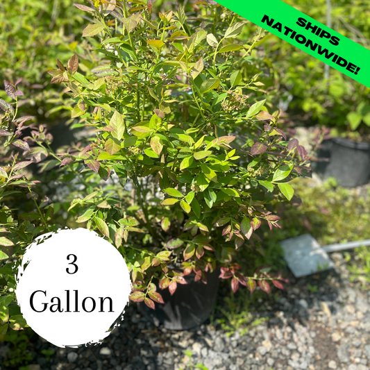 Cabernet Splash Blueberry