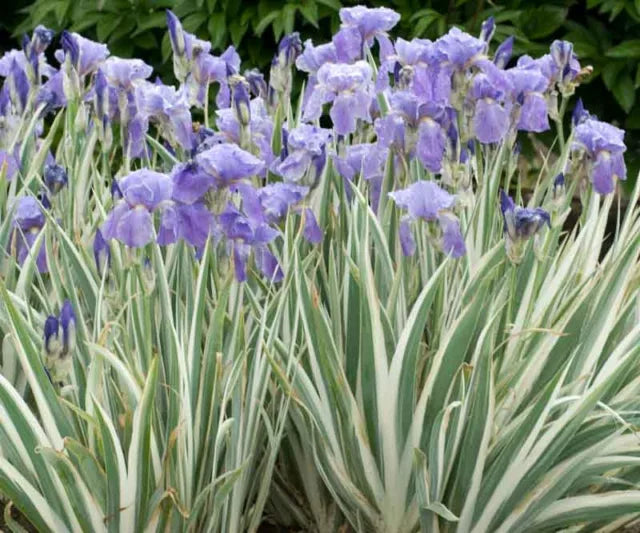 Albo Variegata Iris