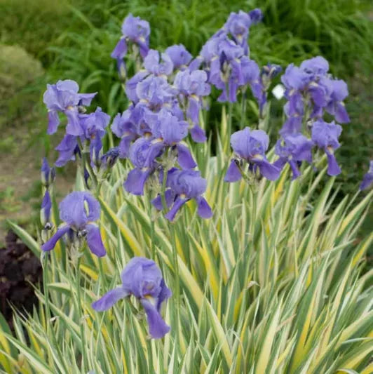 Aureo Variegata Iris