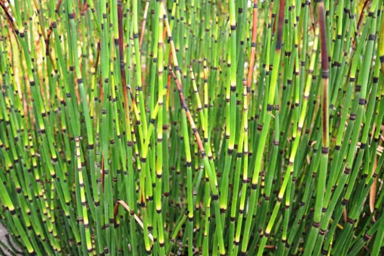 Horsetail