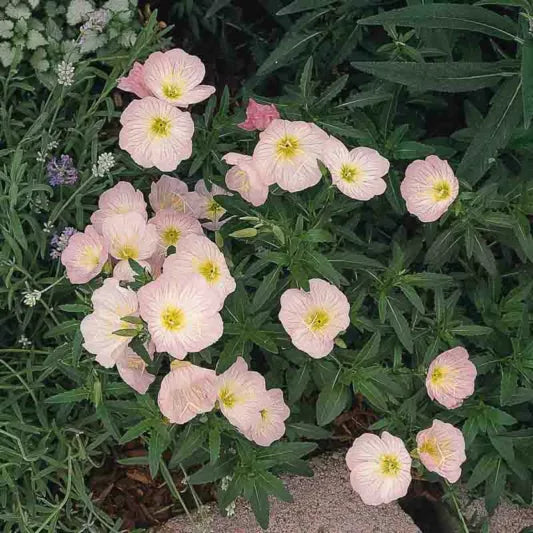 Siskiyou Evening Primrose