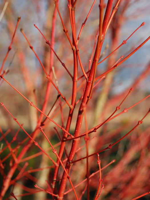 Sango Kaku Coral Bark Japanese Maple