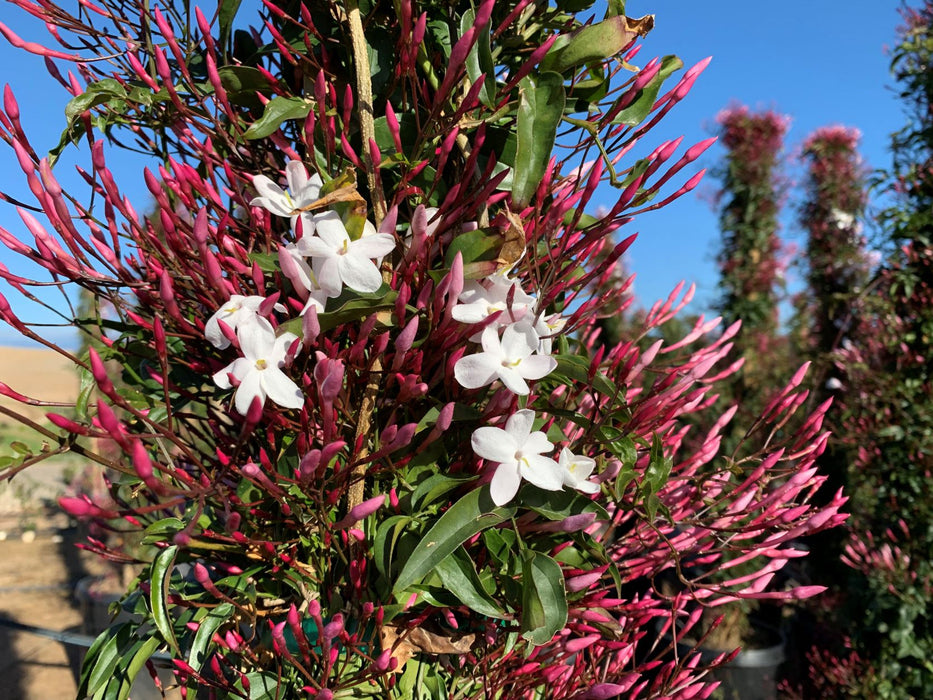 Pink Jasmine