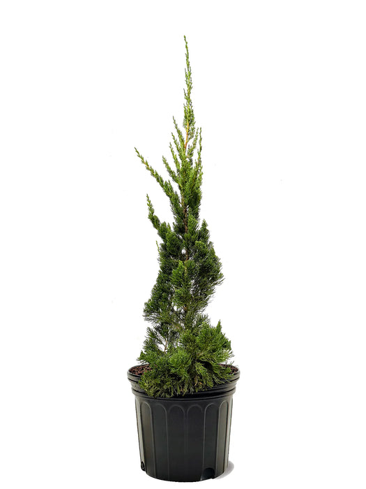 Hollywood Juniper